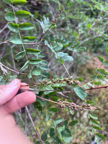 Amorpha californica, photograph 4