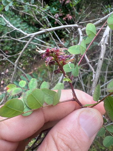 Amorpha californica, photograph 3