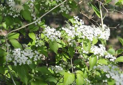 Viburnum erosum