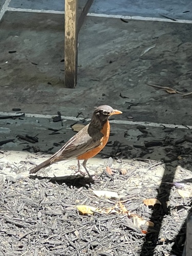 American Robin