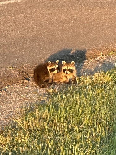 Common Raccoon photographed in South Dakota