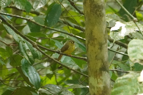 Hairy-backed Bulbul (Tricholestes criniger), photo 10