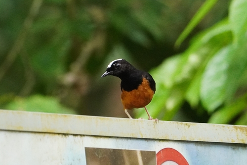 White-crowned Shama (Copsychus stricklandii), photo 9