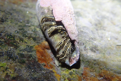 Clibanarius eurysternus observed 2026-05-26