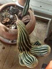 Lobivia silvestrii