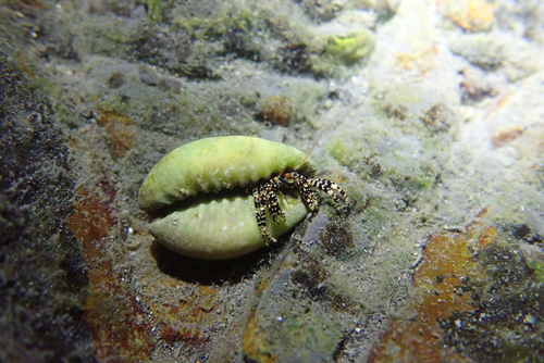 Clibanarius cruentatus observed 2026-05-26