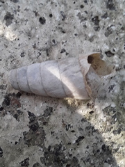 Rumina decollata