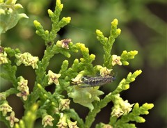 Phaeostigma