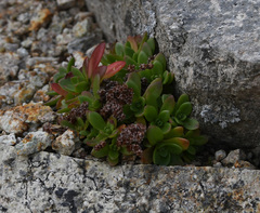Hylotelephium cyaneum
