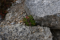 Hylotelephium cyaneum