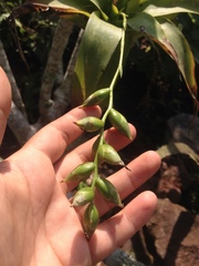 Catopsis sessiliflora