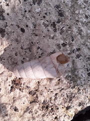 Rumina decollata