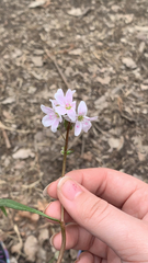 Claytonia virginica