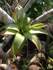 Catopsis sessiliflora