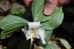 Trillium catesbaei