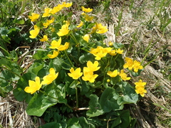 Caltha palustris