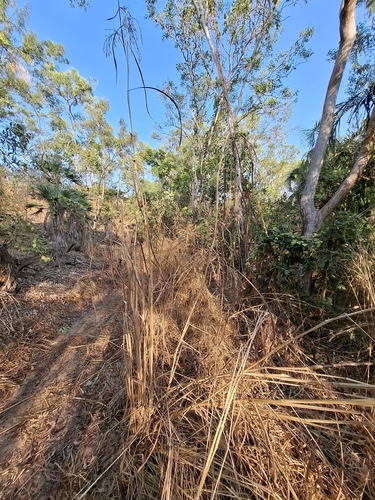 Andropogon gayanus, photograph 4