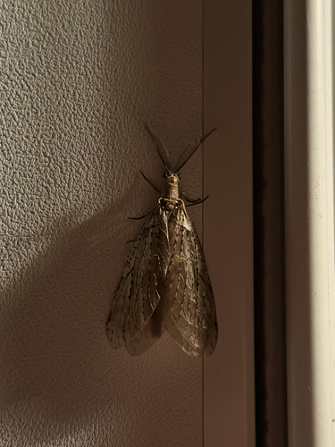 Spring Fishfly