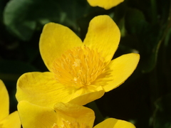 Caltha palustris