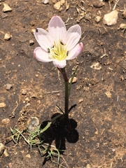 Zephyranthes lindleyana