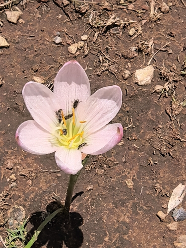 Zephyranthes lindleyana, photograph 2