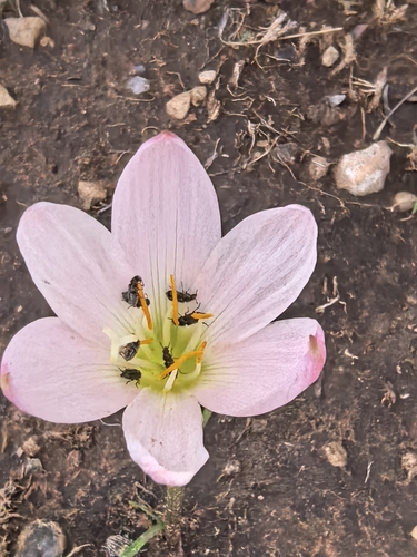 Zephyranthes lindleyana, photograph 3