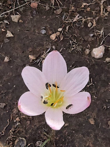 Zephyranthes lindleyana, photograph 4