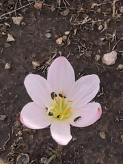 Zephyranthes lindleyana, photograph (c) M. Socorro González Elizondo, some rights reserved (CC BY-SA)
