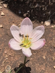 Zephyranthes lindleyana, photograph (c) M. Socorro González Elizondo, some rights reserved (CC BY-SA)