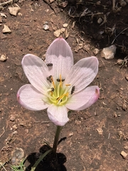 Zephyranthes lindleyana, photograph (c) M. Socorro González Elizondo, some rights reserved (CC BY-SA)