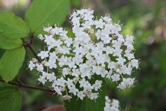 Viburnum erosum