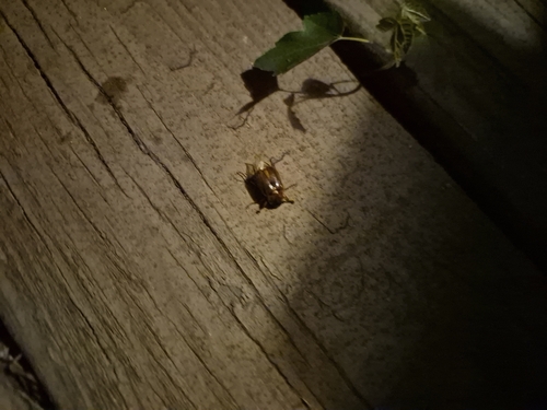 Southern Masked Chafer