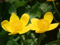 Caltha palustris