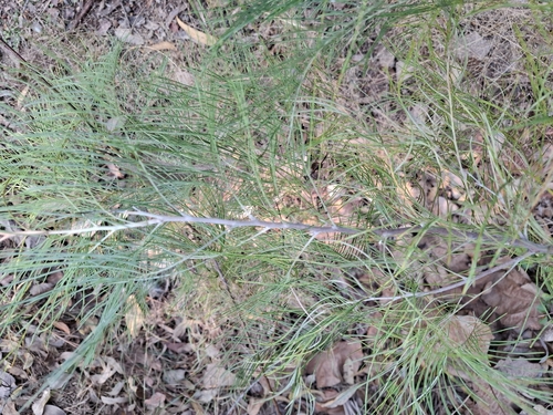 Grevillea dryandri, photograph 2