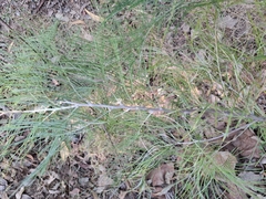 Grevillea dryandri, photograph (c) Karl Tattersall, some rights reserved (CC BY-SA)