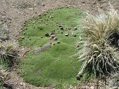 Oxalis erythrorrhiza