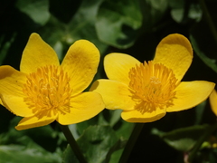Caltha palustris