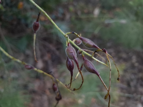 Grevillea dryandri, photograph 3