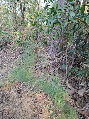 Grevillea dryandri, photograph 4