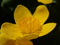 Caltha palustris