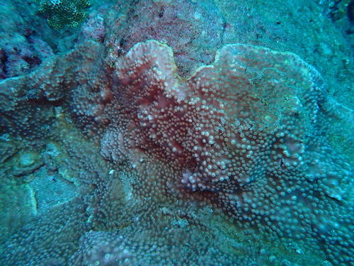 Turbinaria stellulata observed 2026-06-20