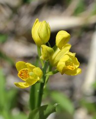 Cephalanthera falcata
