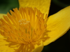 Caltha palustris