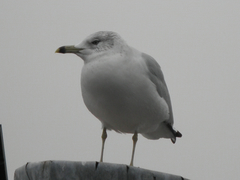 Larus delawarensis