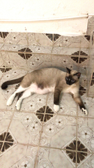 Felis catus