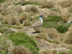 Thinocorus orbignyianus