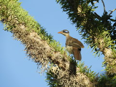 Coua ruficeps olivaceiceps