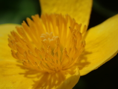 Caltha palustris