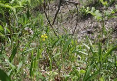 Cephalanthera falcata