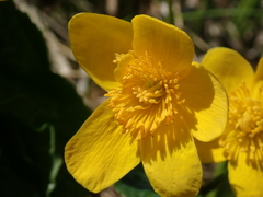 Caltha palustris